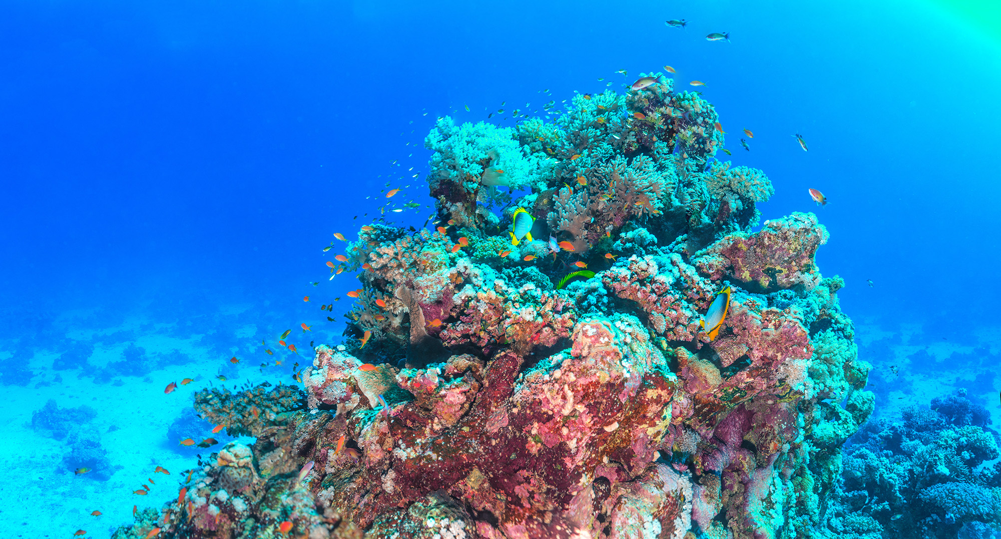 coral-reef-red-sea3 coral-reef-red-sea3