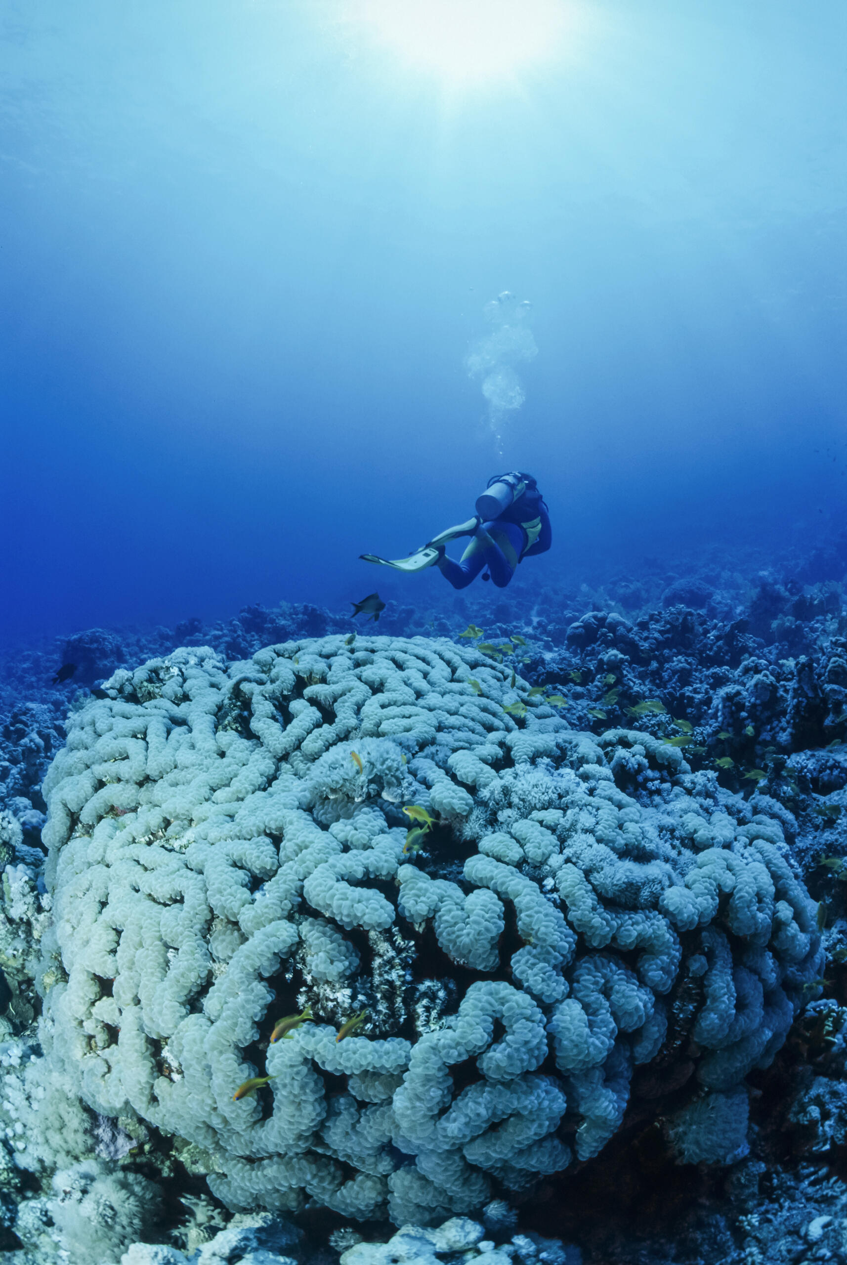 SUDAN, Red Sea, Sharm El Sheikh, U.W. photo, diver and soft corals – FILM SCAN SUDAN, Red Sea, Sharm El Sheikh, U.W. photo, diver and soft corals - FILM SCAN